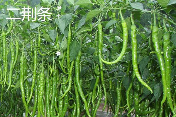 杭椒与二荆条怎样区别