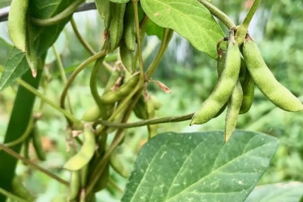 大豆品种1152特性,和黑河43区别