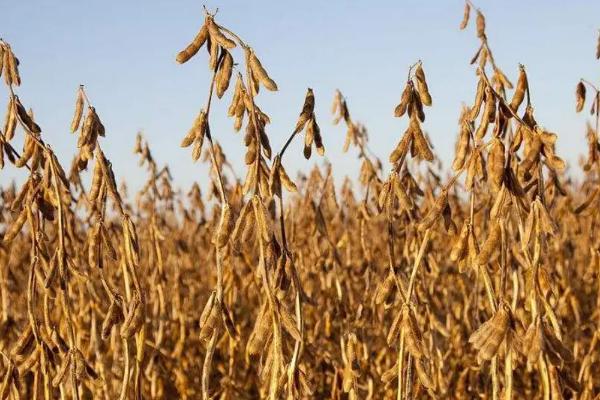 大豆品种1152特性,和黑河43区别