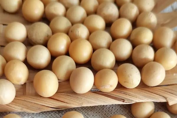 大豆品种1152特性,和黑河43区别