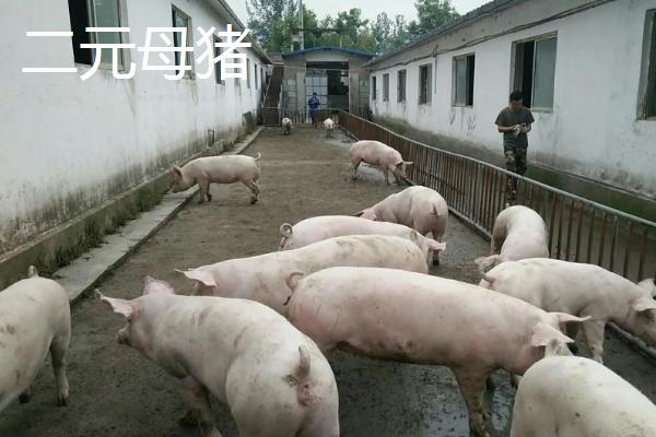 2元母猪下的猪能留种吗,和三元母猪有什么区别
