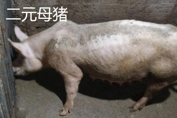 2元母猪下的猪能留种吗,和三元母猪有什么区别