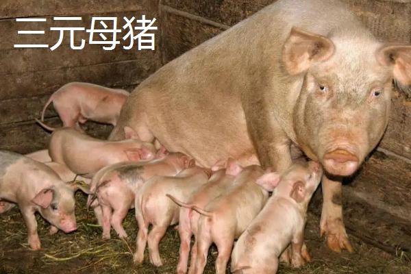 2元母猪下的猪能留种吗,和三元母猪有什么区别