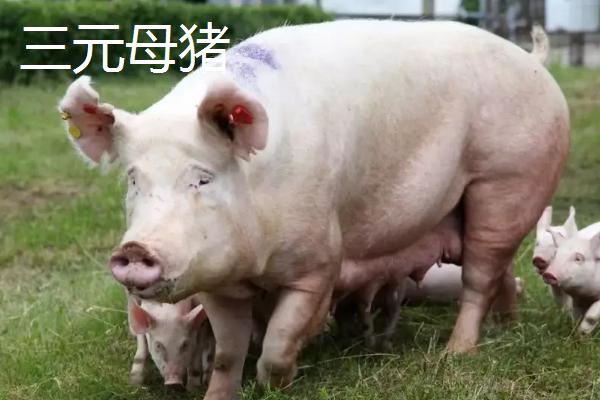 2元母猪下的猪能留种吗,和三元母猪有什么区别