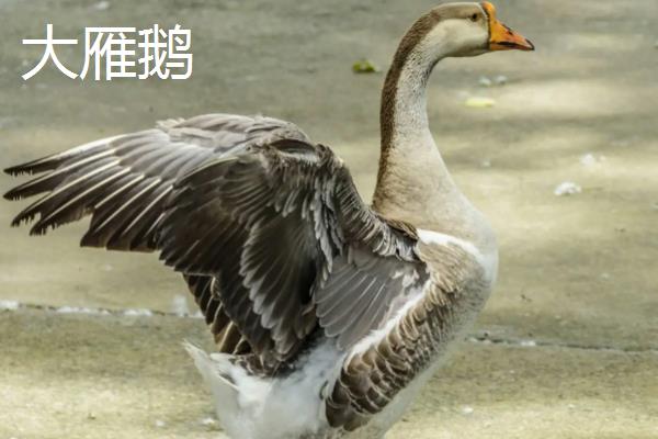 大雁鹅怎么区分公母