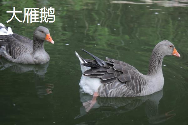 大雁鹅怎么区分公母