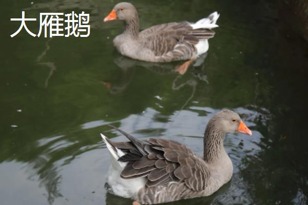 大雁鹅怎么区分公母