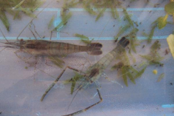 抓回来的河虾怎么养才不会死，河虾怎么保存为最新鲜