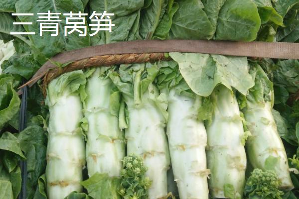 莴笋三青和二青的区别