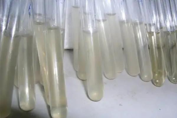 甘油菌菌种活化步骤，甘油菌怎么保存