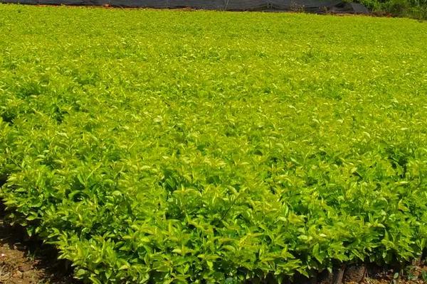 连翘亩产多少斤,附连翘的种植技术