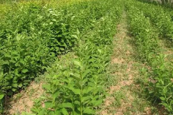 连翘亩产多少斤,附连翘的种植技术