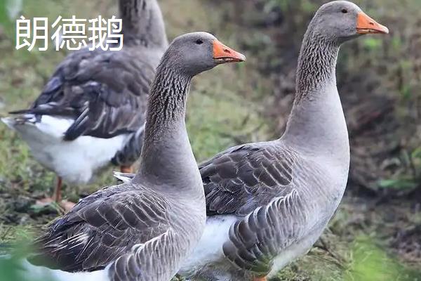 大雁鹅与朗德鹅区别