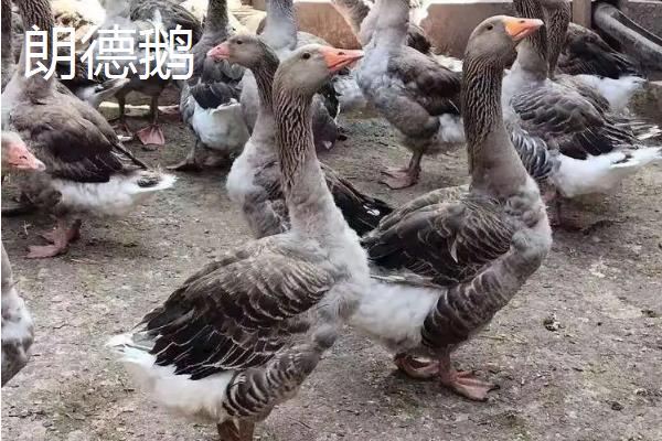 大雁鹅与朗德鹅区别