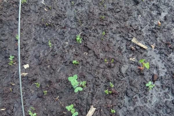 草莓苗生长的过程,附草莓苗的种植方法