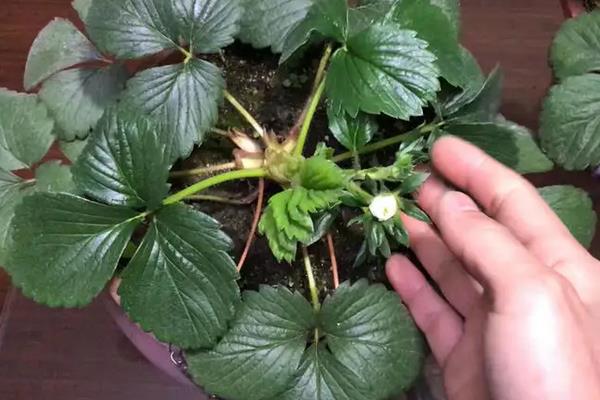 草莓苗生长的过程,附草莓苗的种植方法