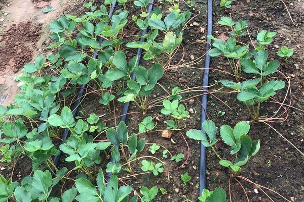 草莓苗生长的过程,附草莓苗的种植方法