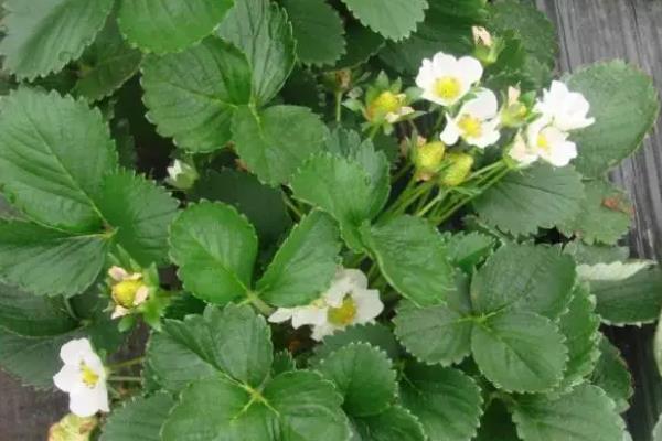 草莓苗生长的过程,附草莓苗的种植方法