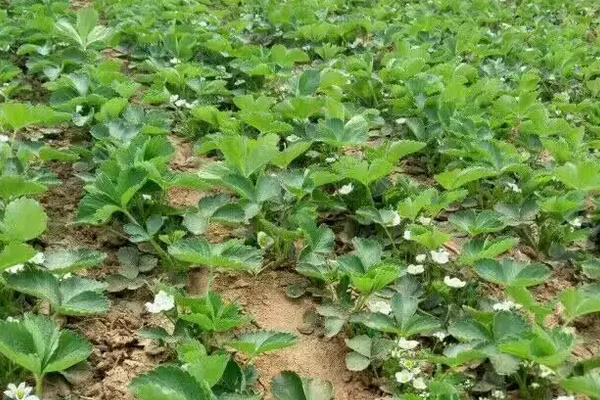 草莓苗生长的过程,附草莓苗的种植方法