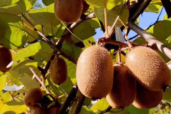 猕猴桃需要人工授粉吗,猕猴桃种几年可以结果