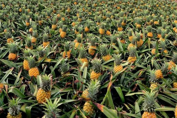 凤梨种植方法和技术,多久可以收获