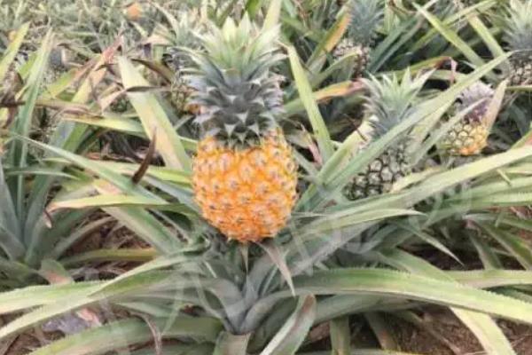 凤梨种植方法和技术,多久可以收获