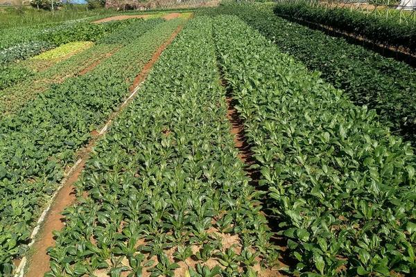 无公害蔬菜的种植方法，和绿色蔬菜哪个更健康