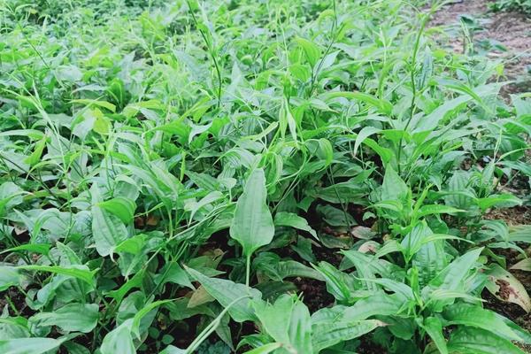 百部种植技术,适合在哪些地方种植