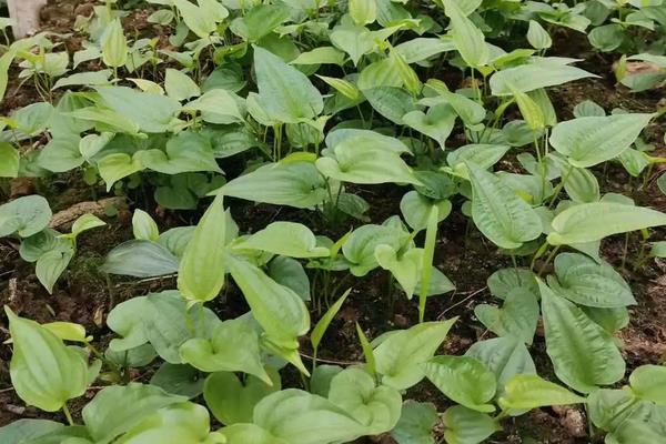 百部种植技术,适合在哪些地方种植