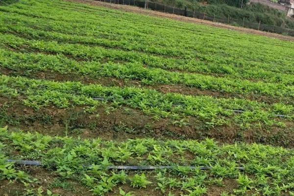 百部种植技术,适合在哪些地方种植