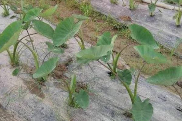 荔浦芋头种植技术与管理，适合在哪些地区种植