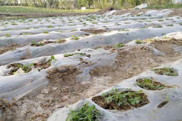 地膜种菜步骤，地膜种菜有什么好处