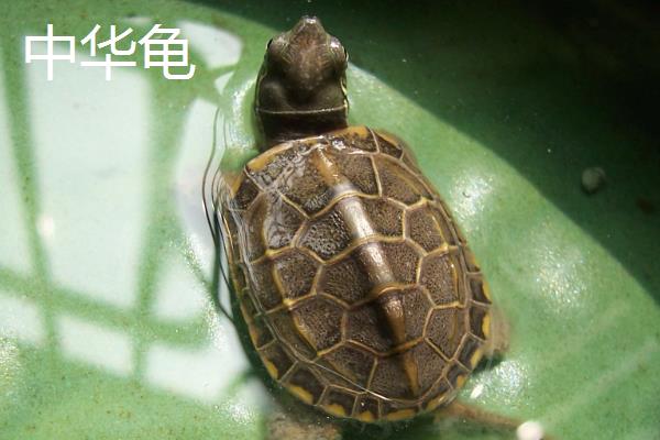 金钱龟和中华龟的区别