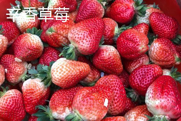 特高产的草莓品种,草莓怎么种植