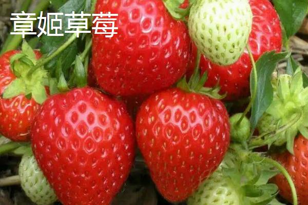 特高产的草莓品种,草莓怎么种植