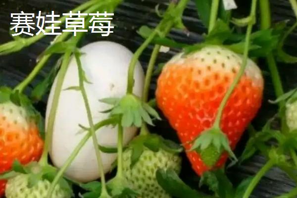 特高产的草莓品种,草莓怎么种植
