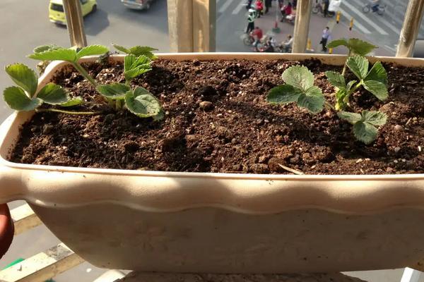 特高产的草莓品种,草莓怎么种植