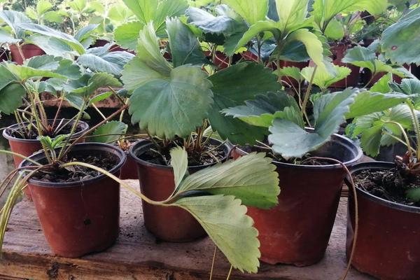 特高产的草莓品种,草莓怎么种植