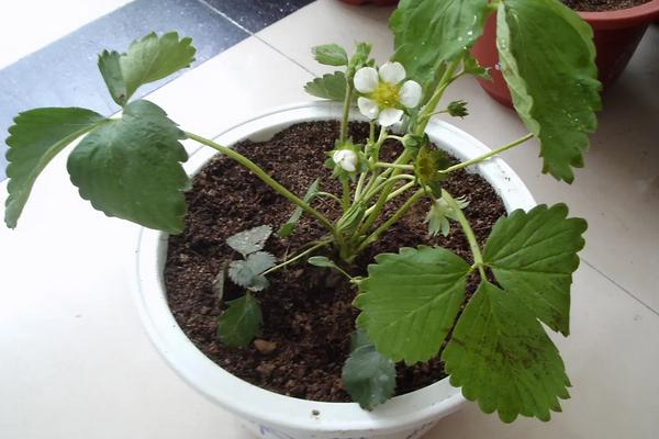 特高产的草莓品种,草莓怎么种植