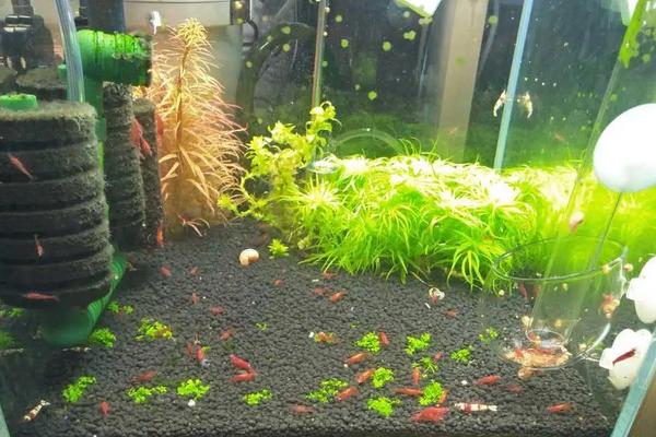 水晶虾的养殖方法和难度，水晶虾的繁殖周期