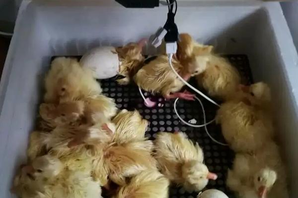 孵鹅蛋的步骤,孵鹅蛋温度和湿度是多少?