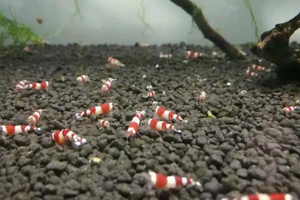 水晶虾的养殖方法和难度，水晶虾的繁殖周期