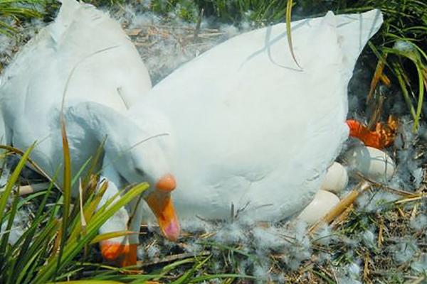 孵鹅蛋的步骤,孵鹅蛋温度和湿度是多少?