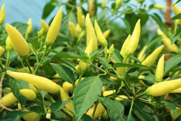 朝天椒种植技术与管理,什么时候种植好