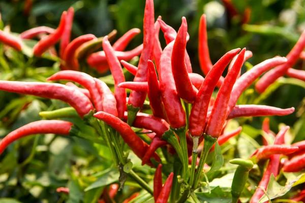 朝天椒种植技术与管理,什么时候种植好