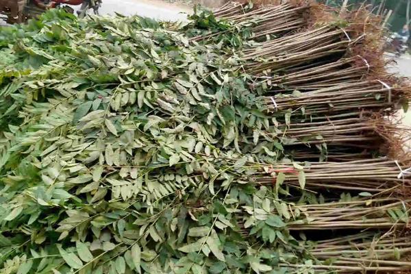 香椿大棚矮化种植技术,密植一亩地多少棵