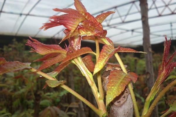 香椿大棚矮化种植技术,密植一亩地多少棵