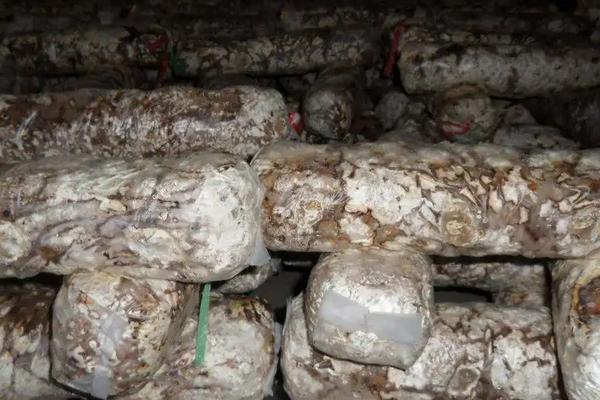 菌包为什么不能全打开,菌包买回家怎么种