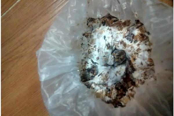 菌包为什么不能全打开,菌包买回家怎么种