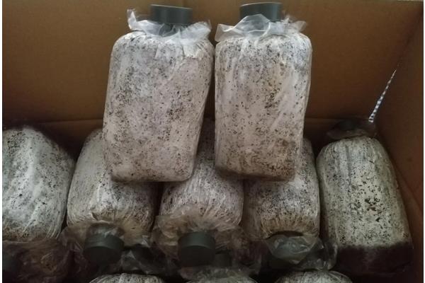 菌包为什么不能全打开,菌包买回家怎么种